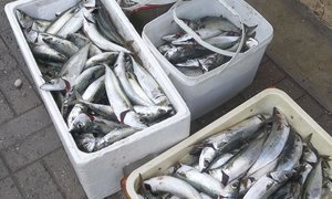 Koue water en vis is nie pelle nie